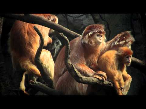 Video preview: The Spirit Molecule: official trailer, PsyPhi Lab
