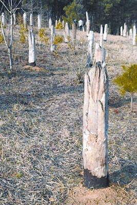 Broken trunks attributed to the Duxi incident · photograph published by China News in 2009 · capture date and photographer unspecified